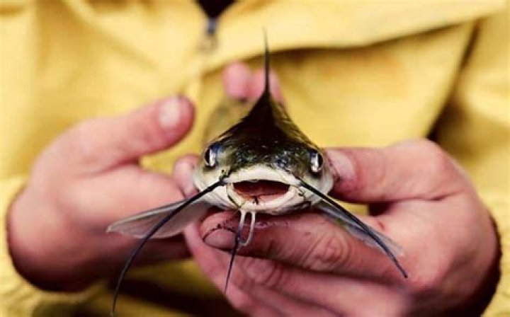 What do catfish like to eat the most?
