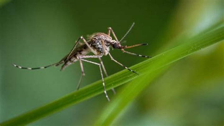 What odors attract mosquitoes?