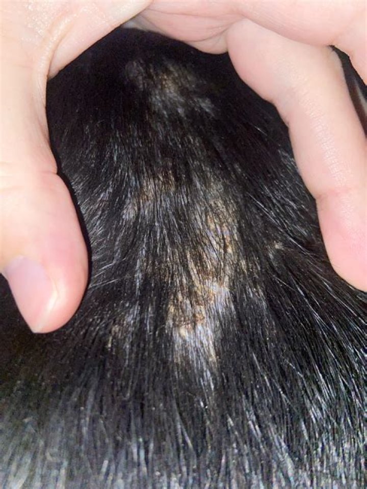 Why is my dog's hair falling out and skin turning black?
